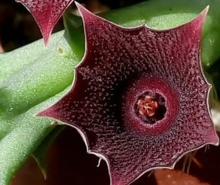 Huernia keniensis 5 Seeds