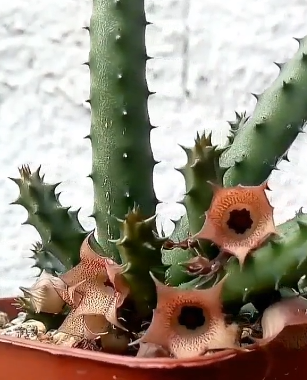 Huernia 'Colita' 5 Seeds