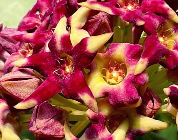 Desmidorchis retrospiciens x Desmidorchis tardellii 5 Seeds