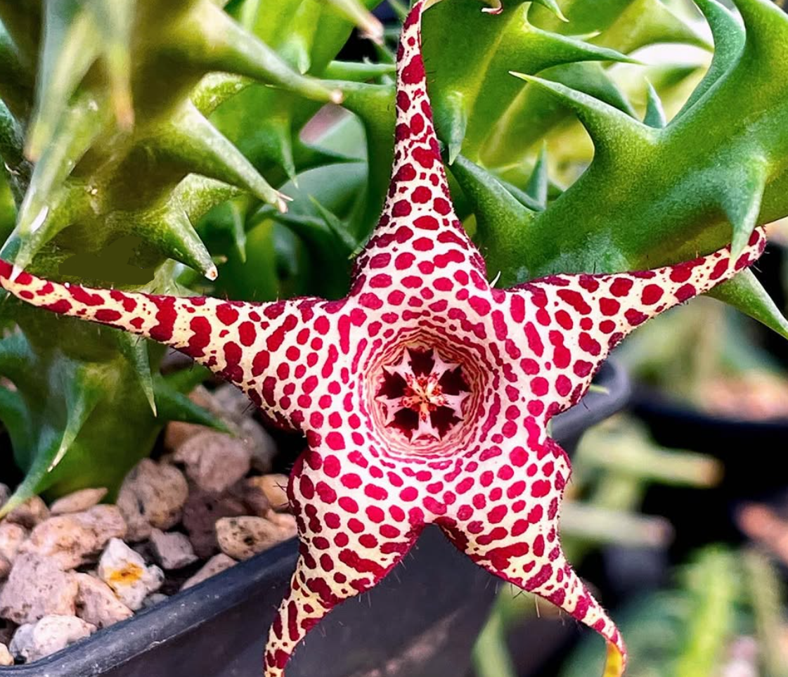 Huerorbea ‘ Octopus ‘ 5 Seeds
