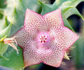 Huernia marnieriana 5 Seeds