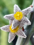 Caralluma burchardii 5 Seeds