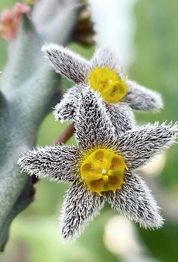 Caralluma burchardii 5 Seeds