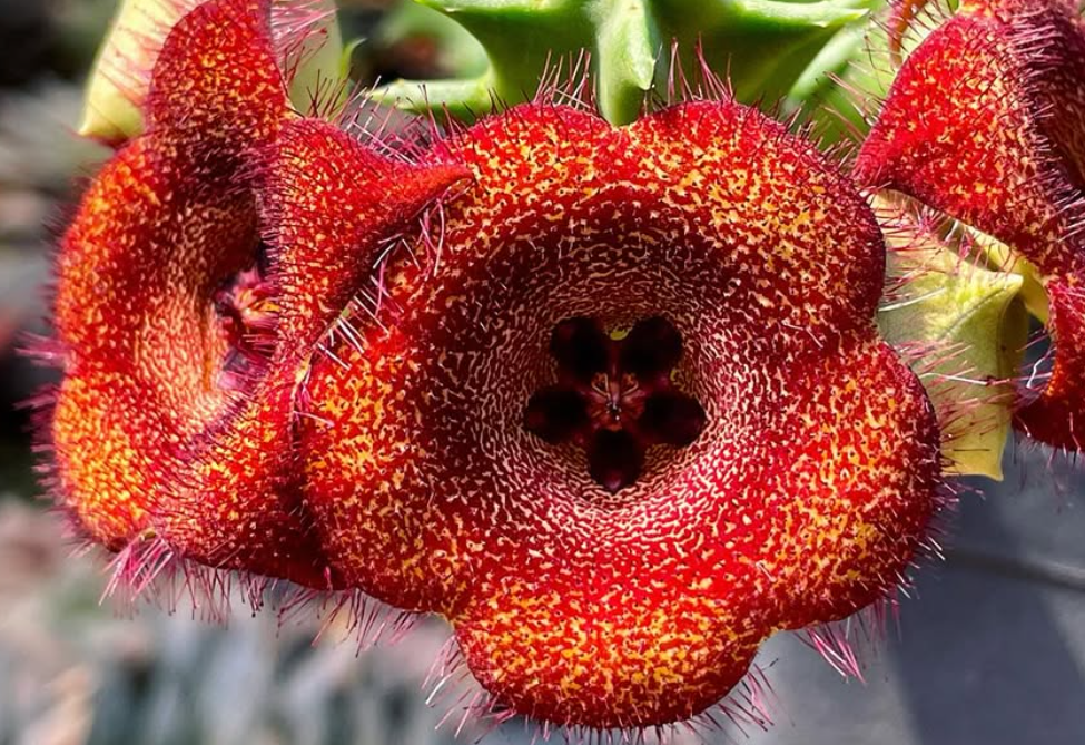 Orbea malanantha 6 Seeds