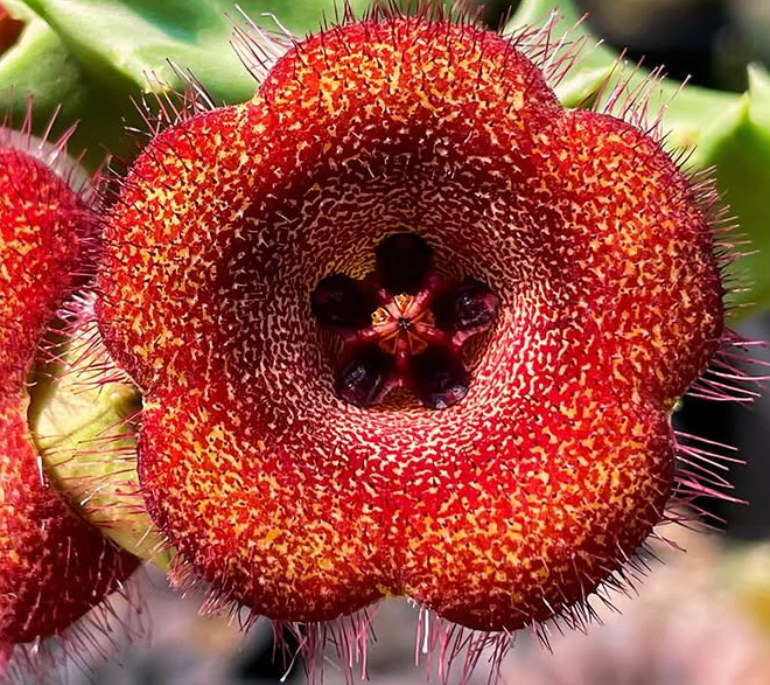 Orbea malanantha 6 Seeds