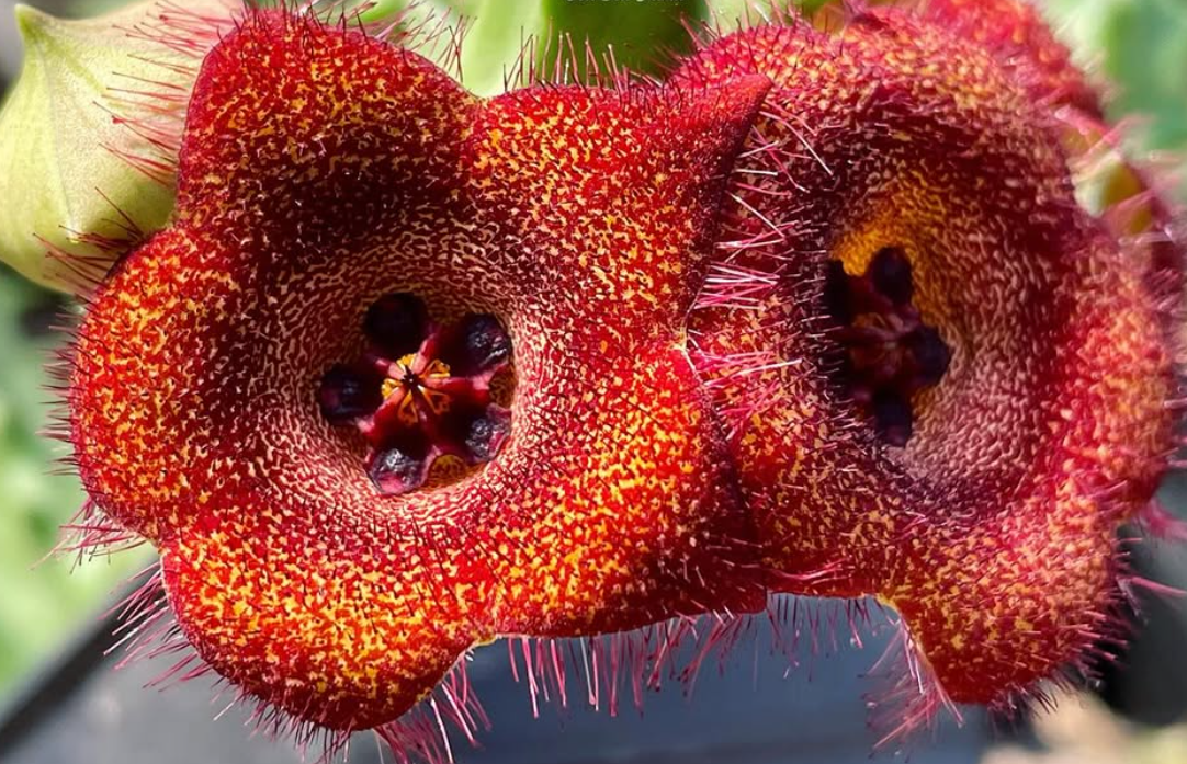 Orbea malanantha 6 Seeds