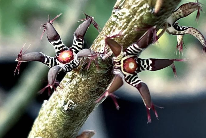 Rhytidocaulon macrolobum 5 Seeds
