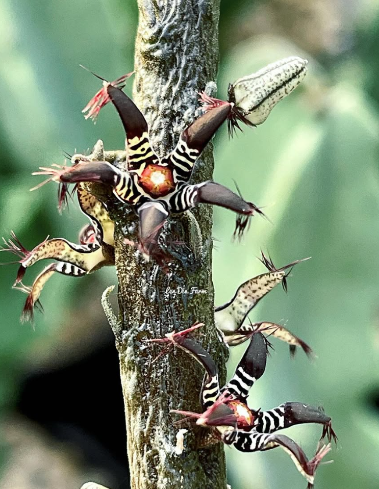 Rhytidocaulon macrolobum 5 Seeds