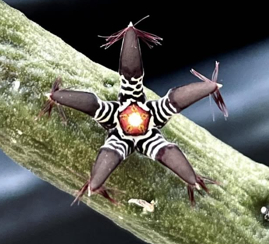 Rhytidocaulon macrolobum 5 Seeds