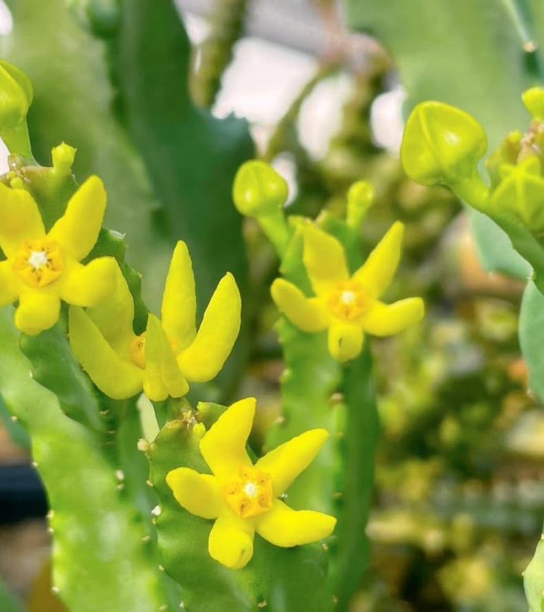Caralluma quadrangula 5 Seeds