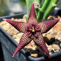 Stapelia cadrimontana 5 Seeds