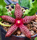 Orbea maculata ssp. rangeana 6 Seeds