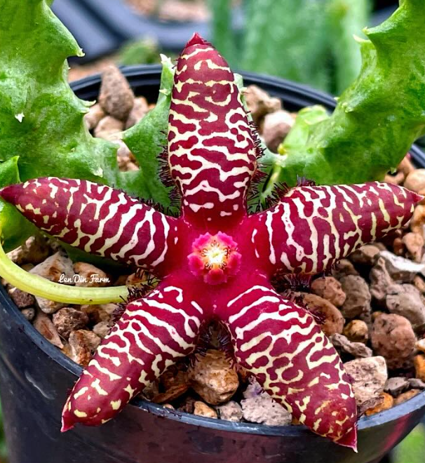 Orbea maculata ssp. rangeana 6 Seeds