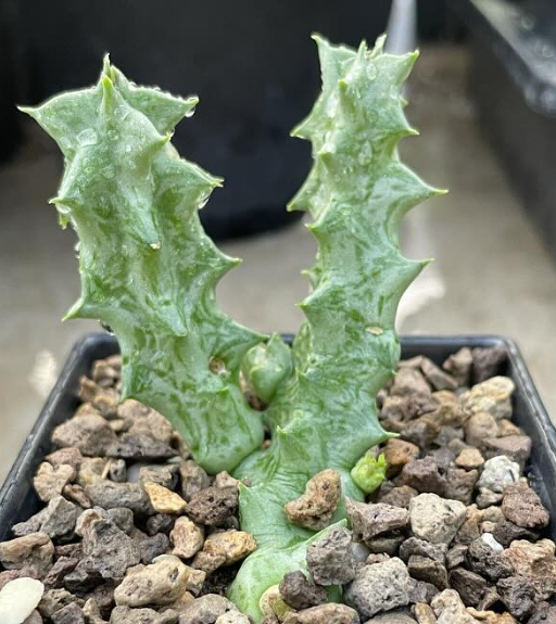 Orbea maculata ssp. rangeana 6 Seeds