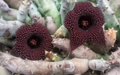 Huernia pendurata 5 Seeds
