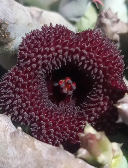 Huernia pendurata 5 Seeds