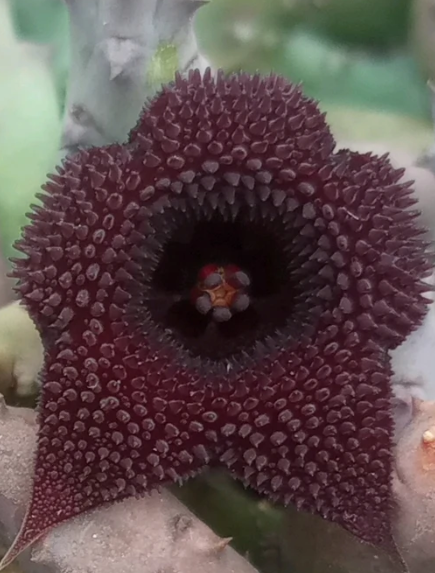 Huernia pendurata 5 Seeds