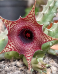 Huernia 'Ilian' 5 Seeds