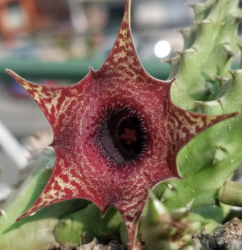 Huernia 'Ilian' 5 Seeds