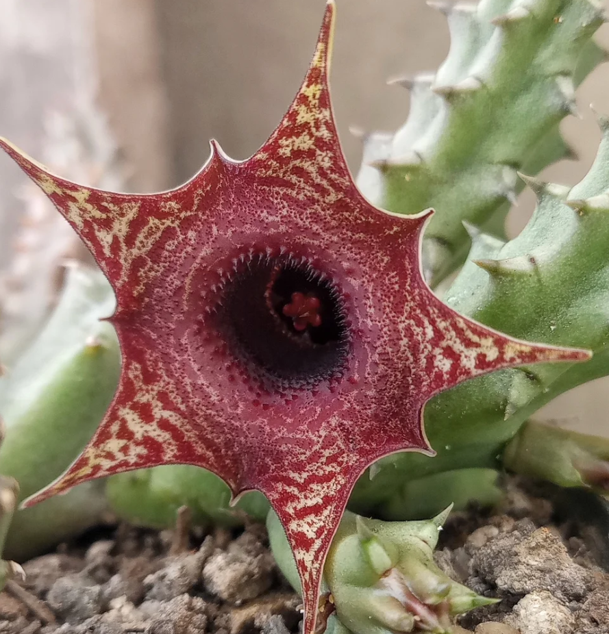 Huernia 'Ilian' 5 Seeds