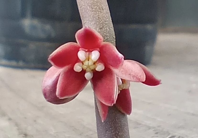 Sarcostemma vanlessenii 6 Seeds