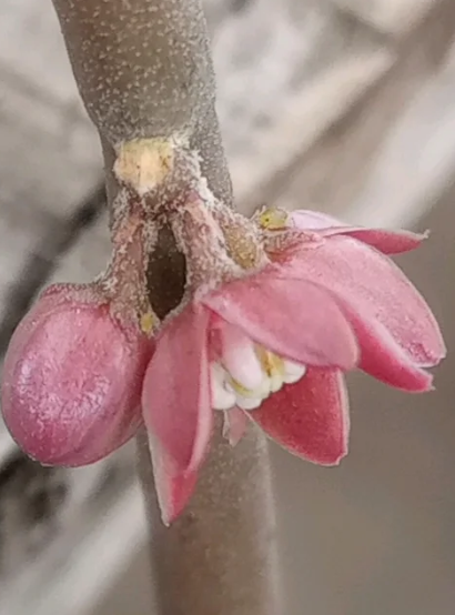 Sarcostemma vanlessenii 6 Seeds