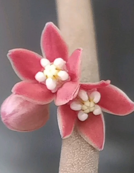 Sarcostemma vanlessenii 6 Seeds