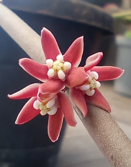 Sarcostemma vanlessenii 6 Seeds