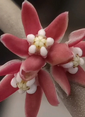Sarcostemma vanlessenii 6 Seeds