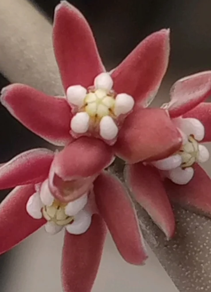 Sarcostemma vanlessenii 6 Seeds