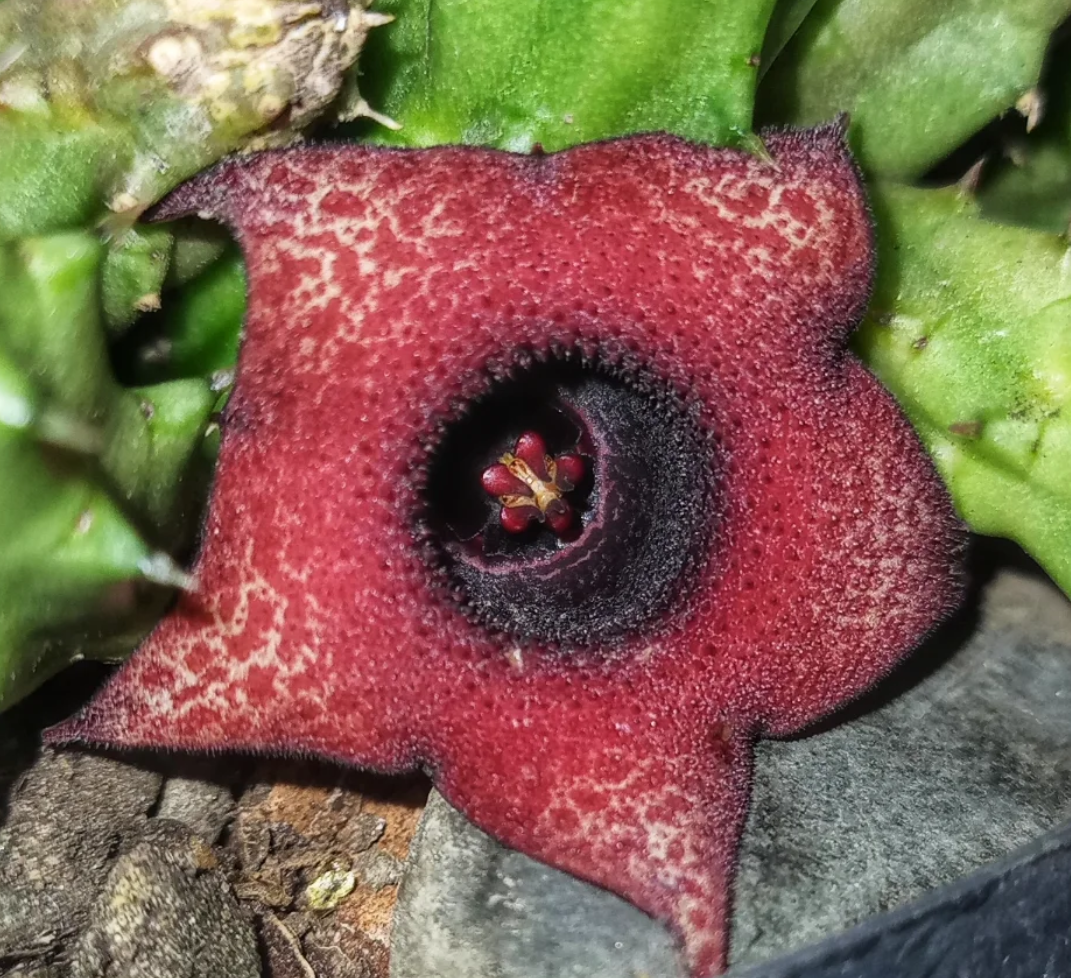 Huernia schneideriana x Huernia hislopii 5 Seeds