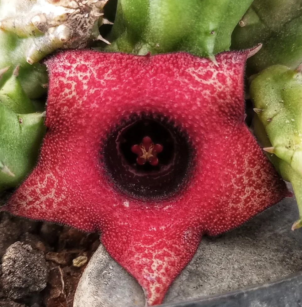 Huernia schneideriana x Huernia hislopii 5 Seeds