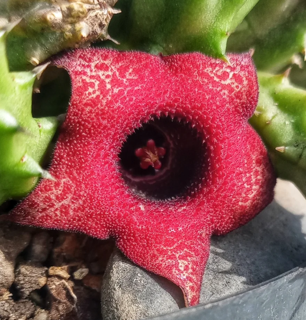 Huernia schneideriana x Huernia hislopii 5 Seeds