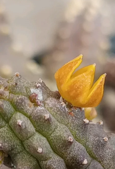 Echidnopsis cereiformis var. lutea 5 Seeds