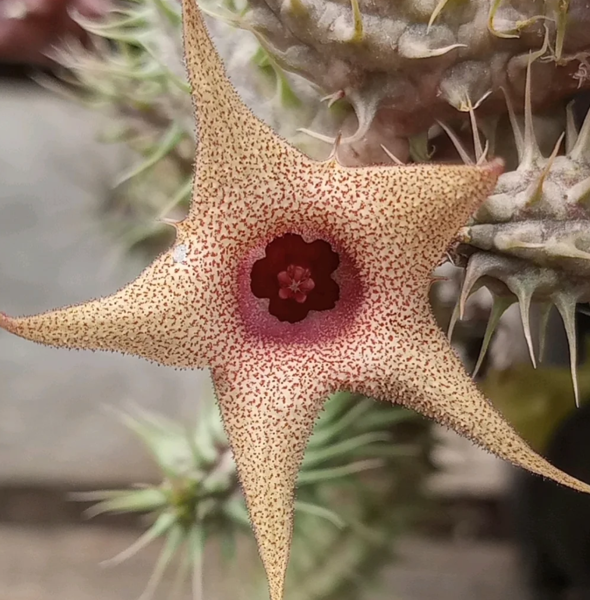 Huernia pillansii 5 Seeds