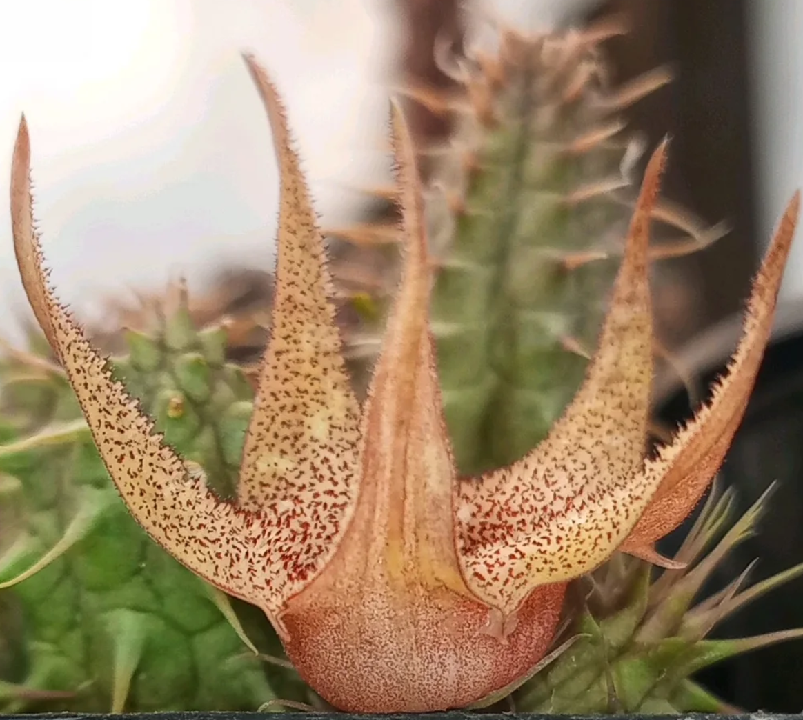 Huernia pillansii 5 Seeds