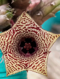Huernia volkartii var. repens 5 Seeds
