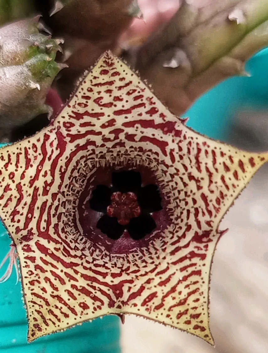 Huernia volkartii var. repens 5 Seeds