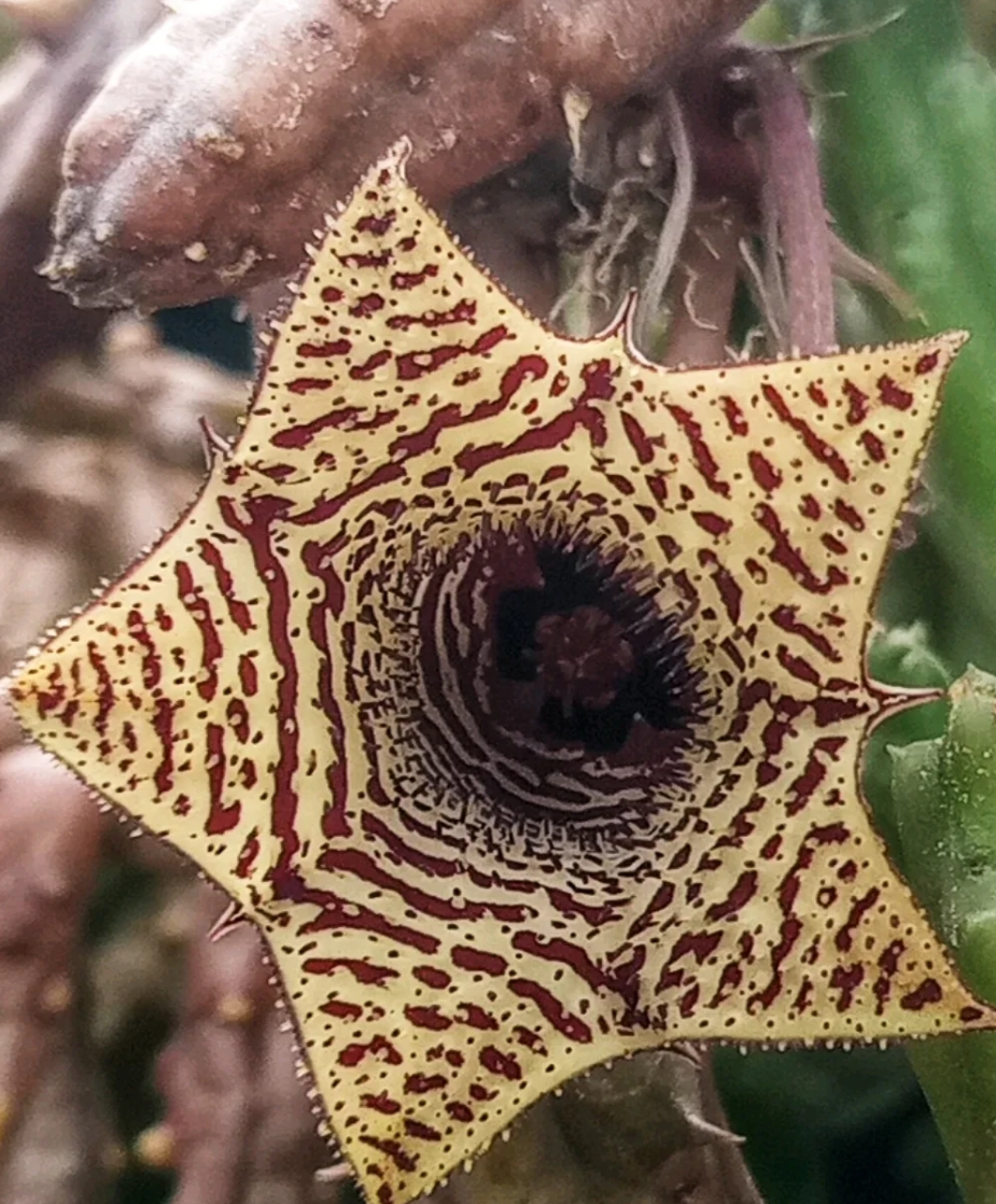 Huernia volkartii var. repens 5 Seeds