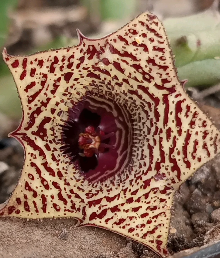 Huernia volkartii var. repens 5 Seeds