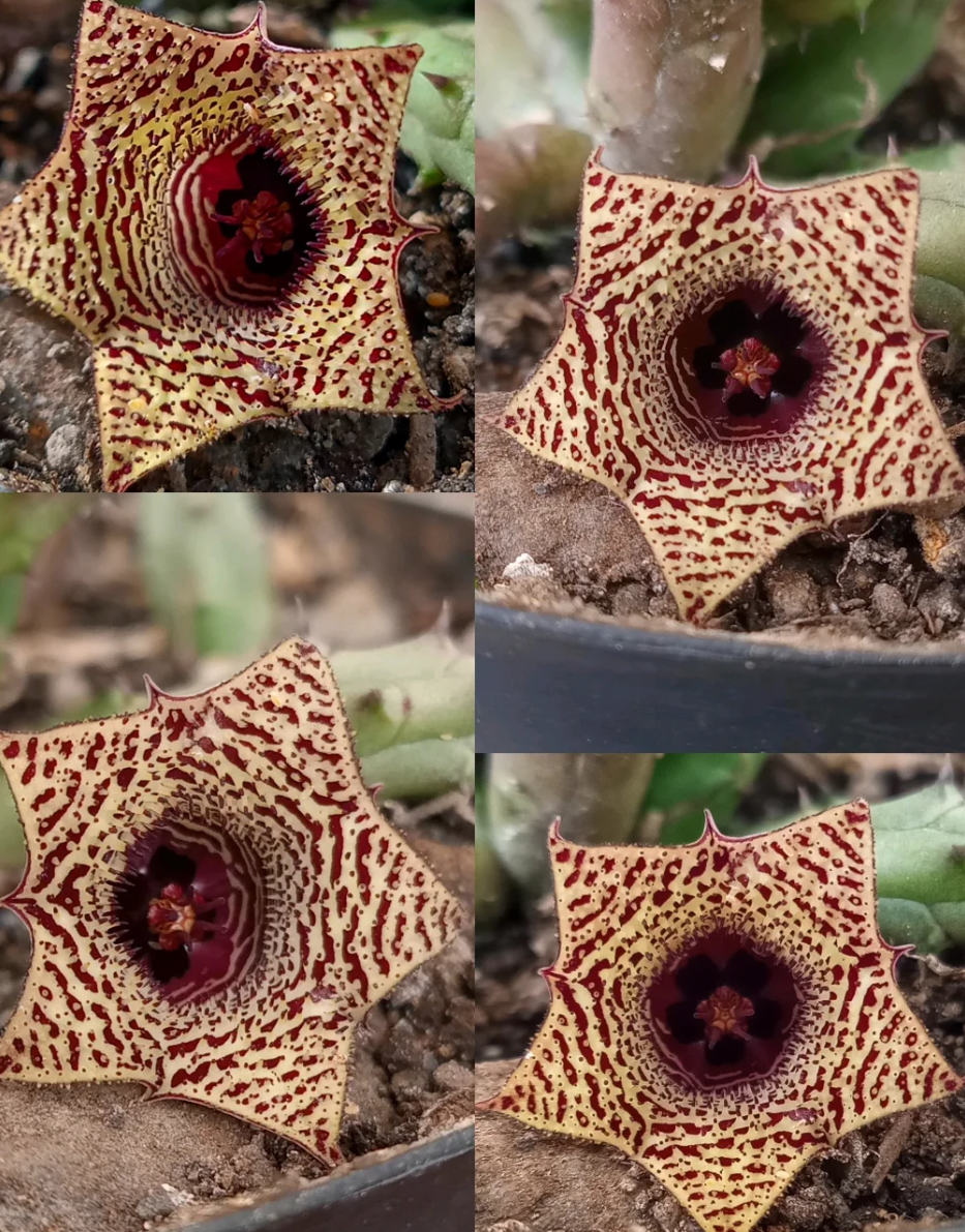 Huernia volkartii var. repens 5 Seeds