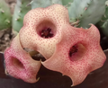 Huernia 'Chimbila' 5 Seeds