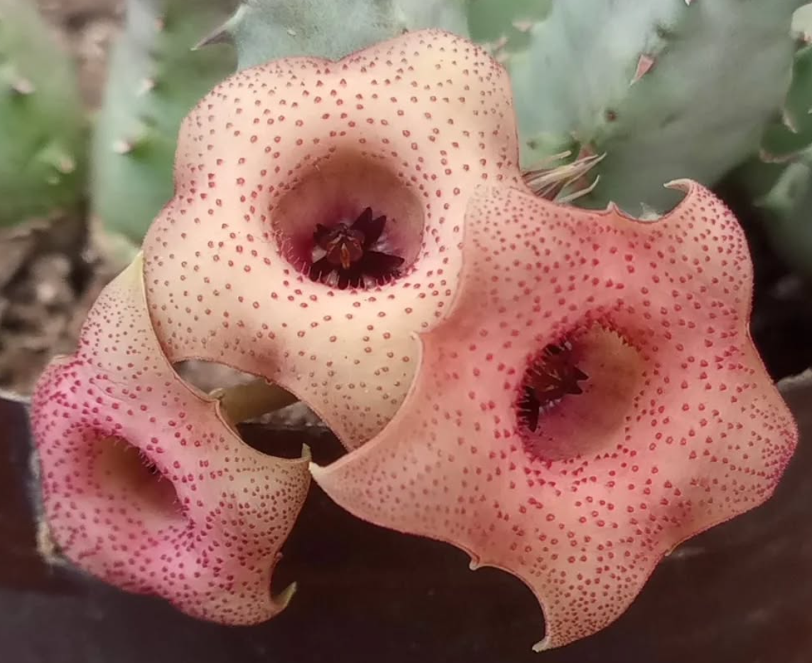 Huernia 'Chimbila' 5 Seeds