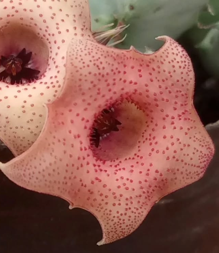Huernia 'Chimbila' 5 Seeds
