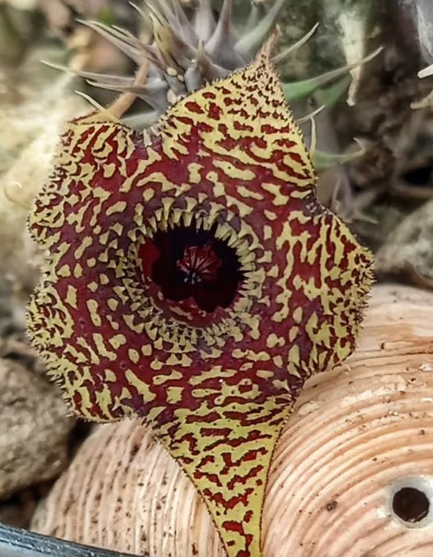 Huernia 'Pecosita' 5 Seeds