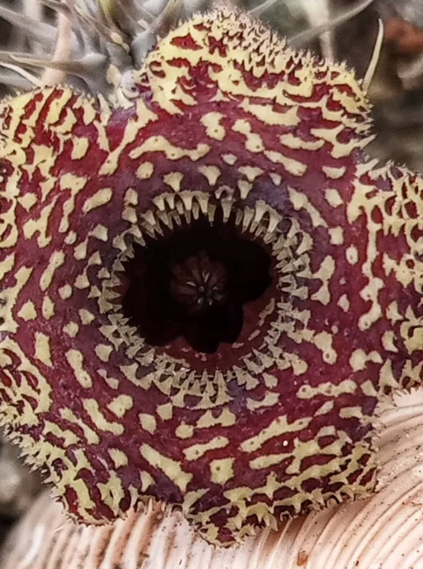 Huernia 'Pecosita' 5 Seeds