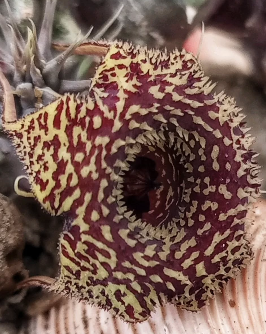 Huernia 'Pecosita' 5 Seeds