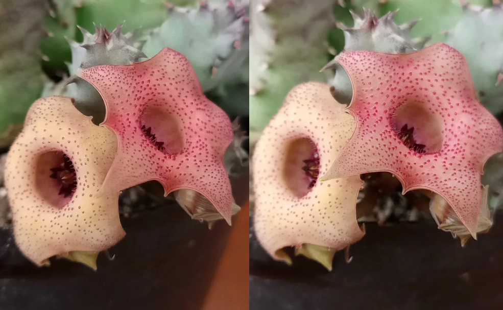 Huernia 'Chimbila' 5 Seeds