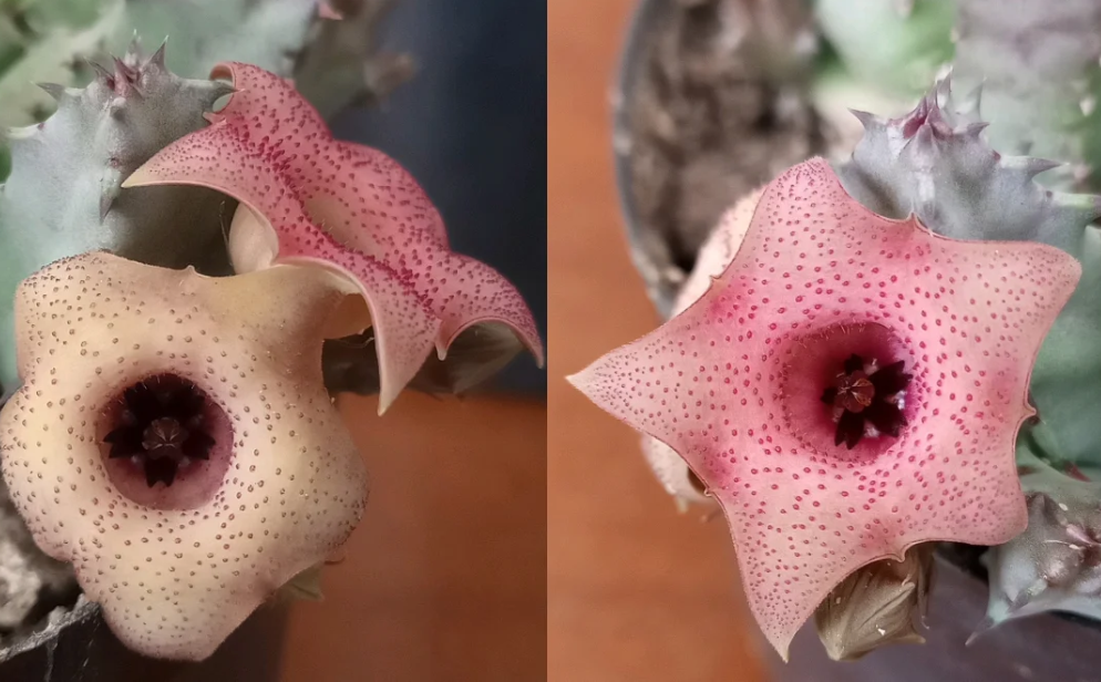 Huernia 'Chimbila' 5 Seeds
