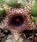 Huernia 'Wayuu' 5 Seeds